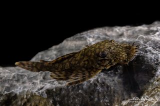 Ancistrus sp. `RIO TOCANTINS`